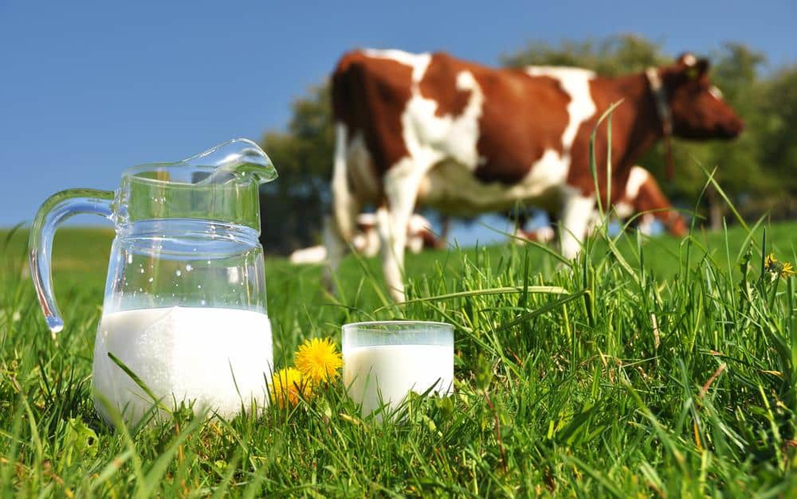 İnek Sütü Kaç Kalori? Besin Değeri Nedir? Sağlığa Yararları Nelerdir?
